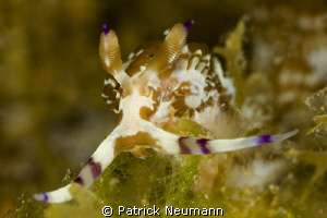 Nudi from the Philippines taken with Canon 400D/Hugyfot by Patrick Neumann 